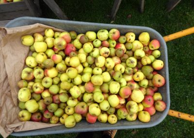 Trillebær med æbler til ciderkonkurrence - Æblefestival Assens