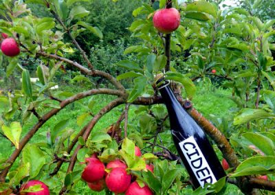 Flasker i træ fra æbleciderkonkurrence