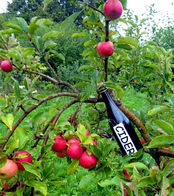 Flasker i træ fra æbleciderkonkurrence