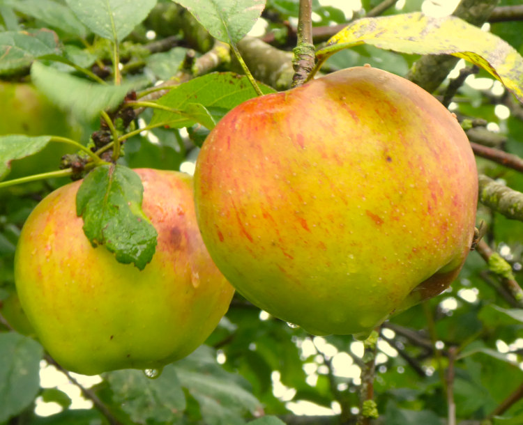 Cider-konkurrence 2024 Æblefestival Assens kommune