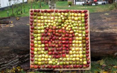 Cider er ny bæredygtig og klimavenlig trend