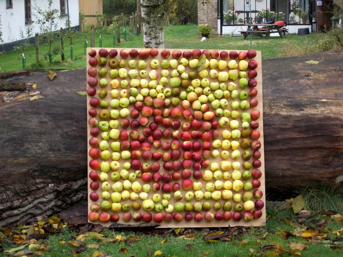 Cider er ny bæredygtig og klimavenlig trend